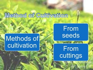 Methods of
cultivation
From
seeds
From
cuttings
 