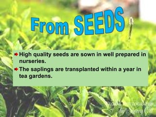 High quality seeds are sown in well prepared in
nurseries.
The saplings are transplanted within a year in
tea gardens.
 