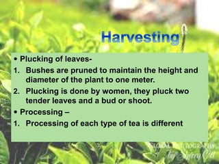  Plucking of leaves-
1. Bushes are pruned to maintain the height and
diameter of the plant to one meter.
2. Plucking is done by women, they pluck two
tender leaves and a bud or shoot.
 Processing –
1. Processing of each type of tea is different
 