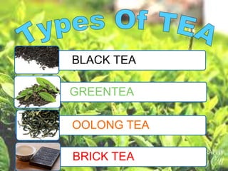 BLACK TEA
GREENTEA
OOLONG TEA
BRICK TEA
 