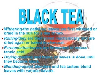 Withering-the gathered leaves are first withered or
dried in the sun for a day or two.
Rolling-they are then rolled mechanically and are
dried again or baked in charcoal.
Fermentation-leaves are fermented to reduce
tannic acid.
Drying-roasting and frying of leaves is done until
they become black.
Blending-expert blenders and tea tasters blend
leaves with various flavors.
 
