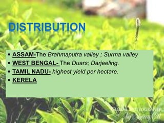 DISTRIBUTION
 ASSAM-The Brahmaputra valley ; Surma valley
 WEST BENGAL- The Duars; Darjeeling.
 TAMIL NADU- highest yield per hectare.
 KERELA
 