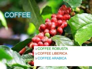 COFFEE
COFFEE ROBUSTA
COFFEE LIBERICA
COFFEE ARABICA
 