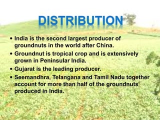  India is the second largest producer of
groundnuts in the world after China.
 Groundnut is tropical crop and is extensively
grown in Peninsular India.
 Gujarat is the leading producer.
 Seemandhra, Telangana and Tamil Nadu together
account for more than half of the groundnuts
produced in India.
 