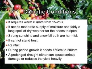 It requires warm climate from 15-28C.
It needs moderate supply of moisture and fairly a
long spell of dry weather for the beans to ripen.
Strong sunshine and snowfall both are harmful.
It cannot stand frost.
Rainfall:
 During period growth it needs 150cm to 200cm.
 A prolonged drought either can cause serious
damage or reduces the yield heavily
 