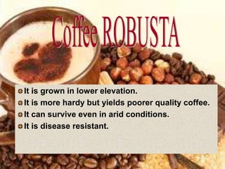 It is grown in lower elevation.
It is more hardy but yields poorer quality coffee.
It can survive even in arid conditions.
It is disease resistant.
 
