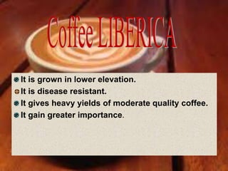 It is grown in lower elevation.
It is disease resistant.
It gives heavy yields of moderate quality coffee.
It gain greater importance.
 