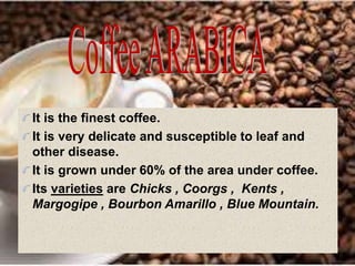 It is the finest coffee.
It is very delicate and susceptible to leaf and
other disease.
It is grown under 60% of the area under coffee.
Its varieties are Chicks , Coorgs , Kents ,
Margogipe , Bourbon Amarillo , Blue Mountain.
 