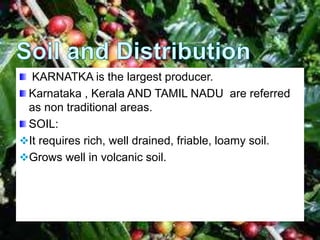 KARNATKA is the largest producer.
Karnataka , Kerala AND TAMIL NADU are referred
as non traditional areas.
SOIL:
It requires rich, well drained, friable, loamy soil.
Grows well in volcanic soil.
 