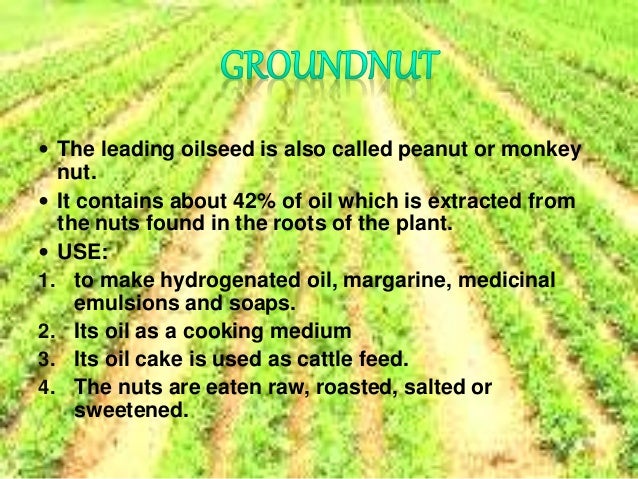 geography ppt cash crops crops ppt