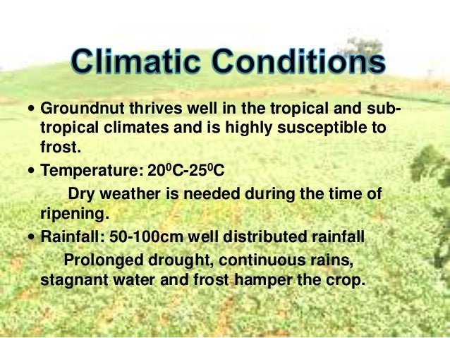 geography ppt cash crops crops ppt