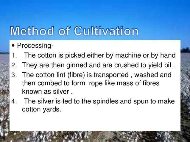 geography ppt cash crops crops ppt