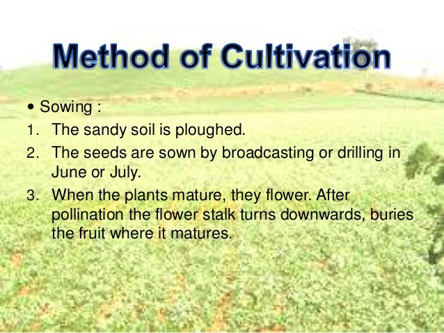 geography ppt cash crops crops ppt