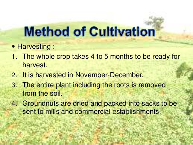 geography ppt cash crops crops ppt