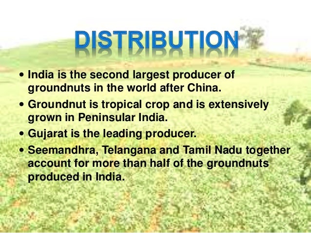 geography ppt cash crops crops ppt