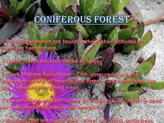 CONIFEROUS FORESTConiferous forest are found in the higher latitudes of northern hemisphere.