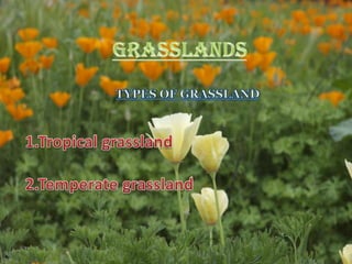 These forest are also called as taiga.