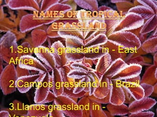 These woods are very useful for making pulp, which is used for manufacturing paper and newsprint.