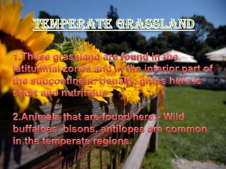 Animals that are found here:- silver fox, mink, polar bear, are the animals found here.     GRASSLANDSTYPES OF GRASSLAND1.Tropical grassland2.Temperate grassland