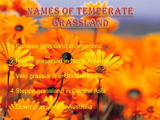TROPICAL GRASSLAND1Tropical grassland grow either on the side of the equator and extended till the tropics.2.This vegetation grows in the areas of moderate to low amount of rainfall3.They can grow very tall, 3 to 4 meters in height.4.Animals found I tropical grassland:- Elephants, Zebras, Giraffes, Deer and leopards