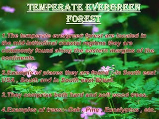 TEMPERATE EVERGREEN FOREST1.The temperate evergreen forest are located in the mid-latitudinal coastal regions they are commonly found along the eastern margins of the continents.2.Example of places they are found :-In South east USA , South and in South east Brazil.3.They comprise both hard and soft wood trees. 4.Examples of trees:- Oak , Pine , Eucalyptus , etc..  