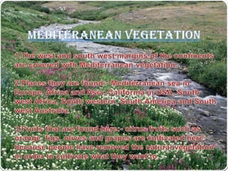 MEDITERANEAN VEGETATION 1.The west and south west margins of the continents are covered with Mediterranean vegetation.2.Places they are found:- Mediterranean sea in Europe, Africa and Asia, California in USA, South west Africa, South western, South America and South west Australia.3.Fruits that are found here:- citrus fruits such as orange, figs, olives and grapes are cultivated here because people have removed the natural vegetation in order to cultivate what they want to.4.There isn't much wild life here. 