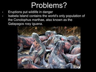 Problems?
• Eruptions put wildlife in danger
• Isabela Island contains the world's only population of
the Conolophus marthae, also known as the
Galapagos rosy iguana.