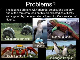 Problems?
• The iguanas are pink with charcoal stripes, and are only
one of the rare creatures on this island listed as critically
endangered by the International Union for Conservation of
Nature.
Galapagos Penguin
Galapagos Tortoise
Marine Iguana
Sally Lightfoot Crab
Blue
Footed
Booby