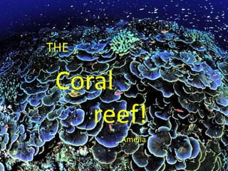 THE
Amelia
Coral
reef!
 