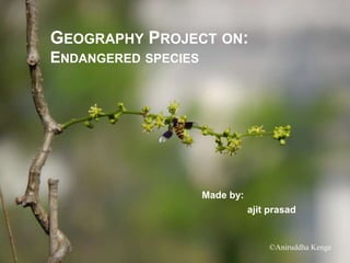 GEOGRAPHY PROJECT ON:
ENDANGERED SPECIES
Made by:
ajit prasad
 