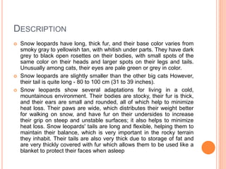 DESCRIPTION
 Snow leopards have long, thick fur, and their base color varies from
smoky gray to yellowish tan, with whitish under parts. They have dark
grey to black open rosettes on their bodies, with small spots of the
same color on their heads and larger spots on their legs and tails.
Unusually among cats, their eyes are pale green or grey in color.
 Snow leopards are slightly smaller than the other big cats However,
their tail is quite long - 80 to 100 cm (31 to 39 inches).
 Snow leopards show several adaptations for living in a cold,
mountainous environment. Their bodies are stocky, their fur is thick,
and their ears are small and rounded, all of which help to minimize
heat loss. Their paws are wide, which distributes their weight better
for walking on snow, and have fur on their undersides to increase
their grip on steep and unstable surfaces; it also helps to minimize
heat loss. Snow leopards' tails are long and flexible, helping them to
maintain their balance, which is very important in the rocky terrain
they inhabit. Their tails are also very thick due to storage of fat and
are very thickly covered with fur which allows them to be used like a
blanket to protect their faces when asleep
 