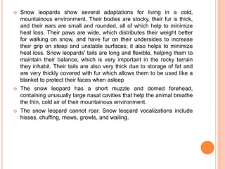  Snow leopards show several adaptations for living in a cold,
mountainous environment. Their bodies are stocky, their fur is thick,
and their ears are small and rounded, all of which help to minimize
heat loss. Their paws are wide, which distributes their weight better
for walking on snow, and have fur on their undersides to increase
their grip on steep and unstable surfaces; it also helps to minimize
heat loss. Snow leopards' tails are long and flexible, helping them to
maintain their balance, which is very important in the rocky terrain
they inhabit. Their tails are also very thick due to storage of fat and
are very thickly covered with fur which allows them to be used like a
blanket to protect their faces when asleep
 The snow leopard has a short muzzle and domed forehead,
containing unusually large nasal cavities that help the animal breathe
the thin, cold air of their mountainous environment.
 The snow leopard cannot roar. Snow leopard vocalizations include
hisses, chuffing, mews, growls, and wailing.
 