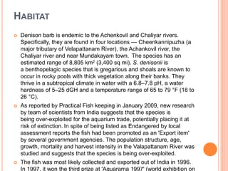 HABITAT
 Denison barb is endemic to the Achenkovil and Chaliyar rivers.
Specifically, they are found in four locations — Cheenkannipuzha (a
major tributary of Velapattanam River), the Achankovil river, the
Chaliyar river and near Mundakayam town. The species has an
estimated range of 8,805 km2 (3,400 sq mi). S. denisonii is
a benthopelagic species that is gregarious and shoals are known to
occur in rocky pools with thick vegetation along their banks. They
thrive in a subtropical climate in water with a 6.8–7.8 pH, a water
hardness of 5–25 dGH and a temperature range of 65 to 79 °F (18 to
26 °C).
 As reported by Practical Fish keeping in January 2009, new research
by team of scientists from India suggests that the species is
being over-exploited for the aquarium trade, potentially placing it at
risk of extinction. In spite of being listed as Endangered by local
assessment reports the fish had been promoted as an 'Export item'
by several government agencies. The population structure, age,
growth, mortality and harvest intensity in the Valapattanam River was
studied and suggests that the species is being over-exploited.
 The fish was most likely collected and exported out of India in 1996.
In 1997, it won the third prize at 'Aquarama 1997' (world exhibition on
 