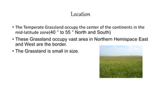 Location
• The Temperate Grassland occupy the center of the continents in the
mid-latitude zone(40 ° to 55 ° North and South)
• These Grassland occupy vast area in Northern Hemispace East
and West are the border.
• The Grassland is small in size.
 