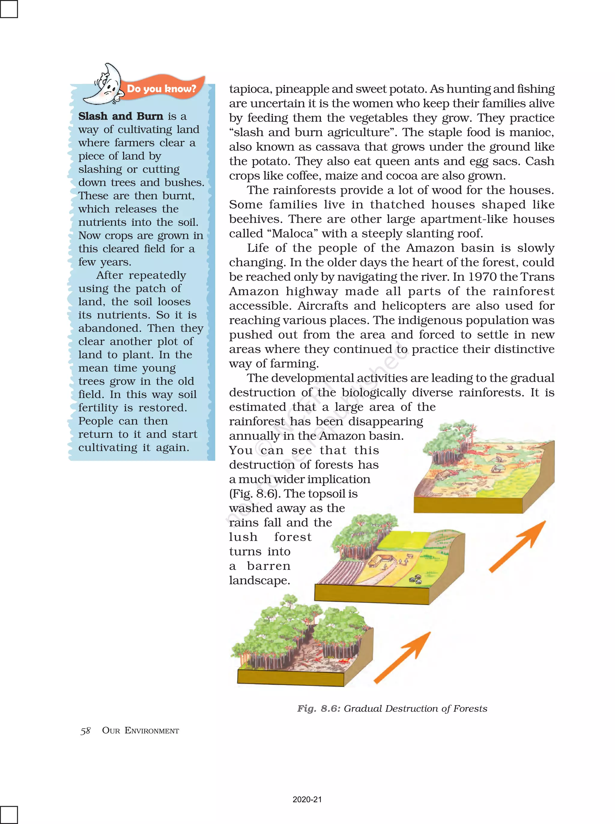 58 OUR ENVIRONMENT
Fig. 8.6: Gradual Destruction of Forests
Do you know?
Slash and Burn is a
way of cultivating land
where farmers clear a
piece of land by
slashing or cutting
down trees and bushes.
These are then burnt,
which releases the
nutrients into the soil.
Now crops are grown in
this cleared field for a
few years.
After repeatedly
using the patch of
land, the soil looses
its nutrients. So it is
abandoned. Then they
clear another plot of
land to plant. In the
mean time young
trees grow in the old
field. In this way soil
fertility is restored.
People can then
return to it and start
cultivating it again.
tapioca, pineapple and sweet potato. As hunting and fishing
are uncertain it is the women who keep their families alive
by feeding them the vegetables they grow. They practice
“slash and burn agriculture”. The staple food is manioc,
also known as cassava that grows under the ground like
the potato. They also eat queen ants and egg sacs. Cash
crops like coffee, maize and cocoa are also grown.
The rainforests provide a lot of wood for the houses.
Some families live in thatched houses shaped like
beehives. There are other large apartment-like houses
called “Maloca” with a steeply slanting roof.
Life of the people of the Amazon basin is slowly
changing. In the older days the heart of the forest, could
be reached only by navigating the river. In 1970 the Trans
Amazon highway made all parts of the rainforest
accessible. Aircrafts and helicopters are also used for
reaching various places. The indigenous population was
pushed out from the area and forced to settle in new
areas where they continued to practice their distinctive
way of farming.
The developmental activities are leading to the gradual
destruction of the biologically diverse rainforests. It is
estimated that a large area of the
rainforest has been disappearing
annually in the Amazon basin.
You can see that this
destruction of forests has
a much wider implication
(Fig. 8.6). The topsoil is
washed away as the
rains fall and the
lush forest
turns into
a barren
landscape.
2020-21
 