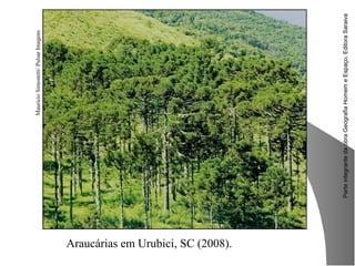 ParteintegrantedaobraGeografiaHomemeEspaço,EditoraSaraiva
MauricioSimonetti/PulsarImagens
Araucárias em Urubici, SC (2008).
 