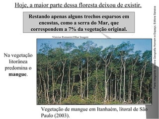 ParteintegrantedaobraGeografiaHomemeEspaço,EditoraSaraiva
Na vegetação
litorânea
predomina o
mangue.
Hoje, a maior parte dessa floresta deixou de existir.
Restando apenas alguns trechos esparsos em
encostas, como a serra do Mar, que
correspondem a 7% da vegetação original.
Vegetação de mangue em Itanhaém, litoral de São
Paulo (2003).
Vinicius Romanini/Olhar Imagem
 