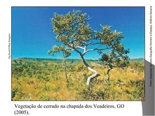 ParteintegrantedaobraGeografiaHomemeEspaço,EditoraSaraiva
ZigKoch/OlharImagem
Vegetação de cerrado na chapada dos Veadeiros, GO
(2005).
 