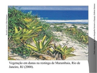 ParteintegrantedaobraGeografiaHomemeEspaço,EditoraSaraiva
RicardoAzoury/OlharImagem
Vegetação em dunas na restinga de Marambaia, Rio de
Janeiro, RJ (2000).
 