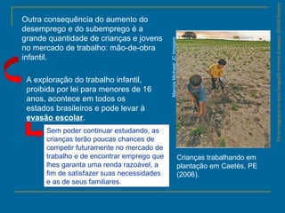 ParteintegrantedaobraGeografiahomem&espaço,EditoraSaraiva
MarcosMichael/JCImagem
Crianças trabalhando em
plantação em Caetés, PE
(2006).
Outra consequência do aumento do
desemprego e do subemprego é a
grande quantidade de crianças e jovens
no mercado de trabalho: mão-de-obra
infantil.
A exploração do trabalho infantil,
proibida por lei para menores de 16
anos, acontece em todos os
estados brasileiros e pode levar à
evasão escolar.
Sem poder continuar estudando, as
crianças terão poucas chances de
competir futuramente no mercado de
trabalho e de encontrar emprego que
lhes garanta uma renda razoável, a
fim de satisfazer suas necessidades
e as de seus familiares.
 