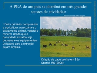 ParteintegrantedaobraGeografiahomem&espaço,EditoraSaraiva
A PEA de um país se distribui em três grandes
setores de atividades:
• Setor primário: compreende
a agricultura, a pecuária e o
extrativismo animal, vegetal e
mineral, desde que a
quantidade extraída seja
pequena e os equipamentos
utilizados para a extração
sejam simples.
Criação de gado bovino em São
Gabriel, RS (2008).
Mauricio Simonetti/ Pulsar Imagens
 