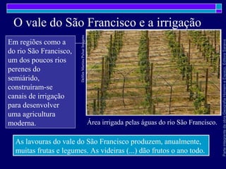 ParteintegrantedaobraGeografiaHomemeEspaço,EditoraSaraiva
O vale do São Francisco e a irrigação
Em regiões como a
do rio São Francisco,
um dos poucos rios
perenes do
semiárido,
construíram-se
canais de irrigação
para desenvolver
uma agricultura
moderna.
As lavouras do vale do São Francisco produzem, anualmente,
muitas frutas e legumes. As videiras (...) dão frutos o ano todo.
Área irrigada pelas águas do rio São Francisco.
DelfimMartins/PulsarImagens
 