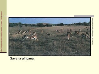 ParteintegrantedaobraGeografiaHomem&Espaço,EditoraSaraiva
Savana africana.
RichardDuToit/MindenPictures/LatinStock
 