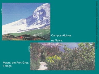 ParteintegrantedaobraGeografiahomem&espaço,EditoraSaraiva
Campos Alpinos
na Suíça.
Maqui, em Port-Gros,
França.
CEDOC
CEDOC
 