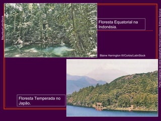 ParteintegrantedaobraGeografiaHomemeEspaço,EditoraSaraiva
Floresta Equatorial na
Indonésia.
Floresta Temperada no
Japão.
Mauritius/LatinStock
Blaine Harrington III/Corbis/LatinStock
 