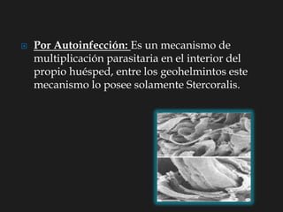  Por Autoinfección: Es un mecanismo de
multiplicación parasitaria en el interior del
propio huésped, entre los geohelmintos este
mecanismo lo posee solamente Stercoralis.
 