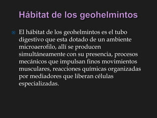  El hábitat de los geohelmintos es el tubo
digestivo que esta dotado de un ambiente
microaerofilo, allí se producen
simultáneamente con su presencia, procesos
mecánicos que impulsan finos movimientos
musculares, reacciones químicas organizadas
por mediadores que liberan células
especializadas.
 