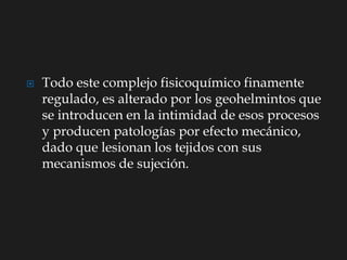  Todo este complejo fisicoquímico finamente
regulado, es alterado por los geohelmintos que
se introducen en la intimidad de esos procesos
y producen patologías por efecto mecánico,
dado que lesionan los tejidos con sus
mecanismos de sujeción.
 