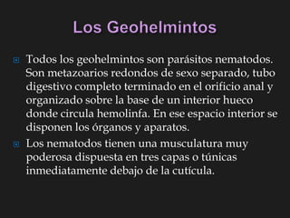  Todos los geohelmintos son parásitos nematodos.
Son metazoarios redondos de sexo separado, tubo
digestivo completo terminado en el orificio anal y
organizado sobre la base de un interior hueco
donde circula hemolinfa. En ese espacio interior se
disponen los órganos y aparatos.
 Los nematodos tienen una musculatura muy
poderosa dispuesta en tres capas o túnicas
inmediatamente debajo de la cutícula.
 
