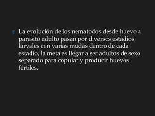  La evolución de los nematodos desde huevo a
parasito adulto pasan por diversos estadios
larvales con varias mudas dentro de cada
estadio, la meta es llegar a ser adultos de sexo
separado para copular y producir huevos
fértiles.
 